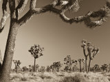 California, Joshua Tree National Park, Joshua Trees, USA Photographie par Michele Falzone