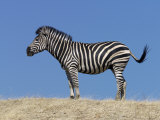 Burchell's Zebra, Okavango Delta, Botswana Fotografisk tryk af Nigel Pavitt Burchell's Zebra, Okavango Delta, Botswana Fotografisk tryk af Nigel Pavitt