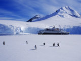 Wiencke Island, Port Lockroy, Gentoo Penguins on Sea-Ice with Cruise Ship Beyond, Antarctica Photographic Print by Allan White
