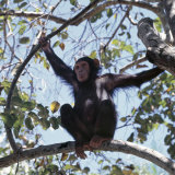 Chimpanzee Sitting in the Forest Canopy, Mahale Mountains, Eastern Shores of Lake Tanganyika Photographic Print by Nigel Pavitt