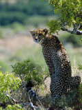 Female Cheetah Rests in the Shade at Kwandwe Private Game Reserve Photographic Print by John Warburton-lee