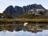 Reflected in Tarn on 'Cradle Mountain - Lake St Clair National Park', Tasmania, Australia Photographic Print by Christian Kober