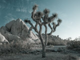 California, Joshua Tree National Park, USA Lámina fotográfica por Alan Copson