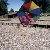 Woman Shades Her Child as She Inspects a Rich Fish Haul Drying in the Sun, Malawi Photographie par Nigel Pavitt