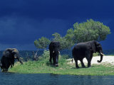 Zambezi River, Male Elephants under Stormy Clouds on the Bank of the Zambezi River, Zimbabwe Photographie par John Warburton-lee