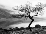 Solitary Tree on the Shore of Loch Etive, Highlands, Scotland, UK Impressão fotográfica por Nadia Isakova Solitary Tree on the Shore of Loch Etive, Highlands, Scotland, UK Impressão fotográfica por Nadia Isakova