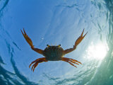 Djibouti, A Red Swimming Crab Swims in the Indian Ocean Photographie par Fergus Kennedy