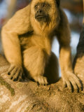 Black Howler Monkey Climbing a Tree in the UNESCO Pantanal Wetlands of Brazil Photographic Print by Mark Hannaford