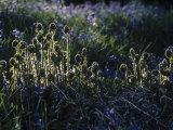 Ferns, Spring Photographic Print by Jon Arnold
