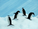 South Orkney Islands, Laurie Island, Chinstrap and Adelie, Antarctica Photographic Print by Allan White