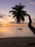 Seychelles, Mahe Island, Horizontal Palm, Fairyland Beach, Dawn Photographic Print by Walter Bibikow