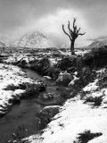 Lonely Tree in Rannoch Moor, Scotland, UK Photographie par Nadia Isakova