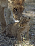Lioness Keeps a Careful Eye on Her Cub in the Moremi Wildlife Reserve, Okavango Delta, Botswana Photographic Print by Nigel Pavitt
