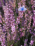 Heather with Butterfly, England Photographic Print by John Warburton-lee