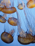 California, Monterey Bay Acquarium, Pacific Sea Nettle Jellyfish, USA Photographie par Michele Falzone