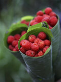Wild Raspberries Held in the Leaf of a Porcelaine Rose, Sao Tomé and Principé Photographic Print by Camilla Watson
