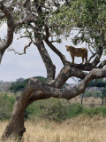 Lioness Surveys Her Surroundings from a Tree in the Tarangire National Park Photographic Print by Nigel Pavitt