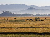 Burma, Mrauk U, Bright Yellow Fields of Rice Stubble Contrast with a Series of Misty Blue Mountain  Photographic Print by Nigel Pavitt