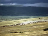 Wildebeest Stampede on the Dry Grassy Plains on the West Side of the Ngorongoro Highlands Photographic Print by Nigel Pavitt