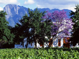 Cape Dutch Farmstead Vineyard Near Franschoek, Western Cape, South Africa Photographie par John Warburton-lee