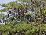 Burma, Rakhine State, Fruit Bats Spend the Day Hanging from the Branches of Large Trees, Myanmar Photographie par Nigel Pavitt