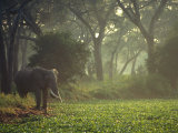 Elephant in the Early Morning Mist Feeding on Water Hyacinths, Mana Pools, Zimbabwe Photographie par John Warburton-lee