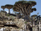 Endemic Dragon's Blood Trees Grow Among Socotran Desert Roses in the Homhil Mountains Photographic Print by Nigel Pavitt