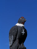 Carved Stone Condor on the Gatepost of the Church at the Village of Tahua on the Northern Shore of  Photographic Print by John Warburton-lee