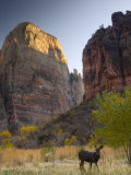Utah, Zion National Park, the Great White Throne, USA Photographic Print by Alan Copson