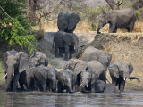 Katavi National Park, Elephants Drink and Cool Off in the Katuma River, Tanzania Photographic Print by Nigel Pavitt