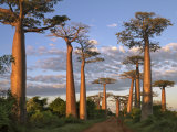 Avenue of Baobabs at Sunrise Photographie par Nigel Pavitt
