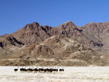 Flock of Ostriches in Beautiful Mountain Scenery in the Namib-Naukluft National Park Photographic Print by Nigel Pavitt