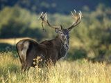 Red Deer Stag, Highlands, Scotland Photographic Print by John Warburton-lee
