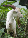 Goat in Sao Tomé and Principé, Africa's Second Smallest Country Photographic Print by Camilla Watson