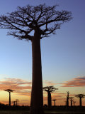 Avenue of Baobabs at Sunrise Photographic Print by Nigel Pavitt