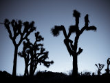 California, Joshua Tree National Park, Joshua Tree, Yucca Brevifolia, in Hidden Valley, Dawn, USA Photographic Print by Walter Bibikow