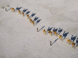 Afar Camel Caravan Crosses the Salt Flats of Lake Assal, Djibouti, as Shadows Lengthen in the Late  Photographie par Nigel Pavitt