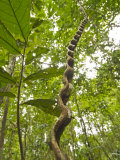 Amazon, Amazon River, A Liana Reaches Down to the Forest Floor from the Rainforest Canopy, Amazon,  Photographic Print by Paul Harris