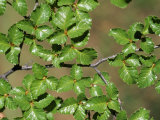 Patagonia, Los Glaciares National Park, Southern Beech Leaves, Argentina Photographic Print by John Warburton-lee