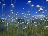 Cotton Grass, Susitna River, Alaska, USA Photographic Print by John Warburton-lee