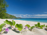 South Pacific, Fiji, Kadavu, Deserted Beach on the East Coast of Yaukuve Island Fotografisk tryk af Paul Harris South Pacific, Fiji, Kadavu, Deserted Beach on the East Coast of Yaukuve Island Fotografisk tryk af Paul Harris