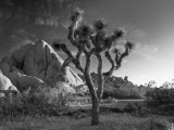California, Joshua Tree National Park, USA Photographic Print by Alan Copson