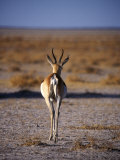 Rear View of Gazelle Walking Away Crossing Plain, Namibia Photographic Print by Mark Hannaford