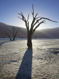 Blackened Camelthorn Trees in Dead Vlei, Near Sossusvlei, Namibia Photographic Print by Julian Love