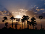 Sunset on the Edge of the Ntwetwe Saltpan Where Moklowane or African Fan Palms Grow in Profusion Photographic Print by Nigel Pavitt