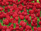 Madrid, Tulips, Spain Photographic Print by David Bank