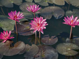 Burma, Sittwe, Beautiful Lotus Flowers Bloom in Rainwater Pond on Outskirts of Sittwe, Myanmar Photographic Print by Nigel Pavitt