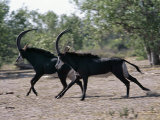 Two Male Sable Antelopes Run across Open Bush Country in the Chobe National Park Photographic Print by Nigel Pavitt