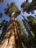 California, Sequoia National Park, General Sherman Tree, USA Fotografie-Druck von Michele Falzone