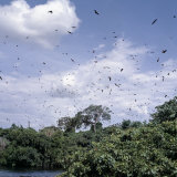 In the Late Afternoon, a Large Colony of Fruit Bats Circles Above the Victoria Nile Near Jinja Photographie par Nigel Pavitt